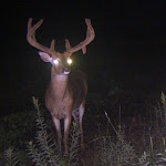 bigdeer.jpg