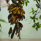 Pássaros - Posada do Rio Celeste - Rio Celeste - Costa Rica