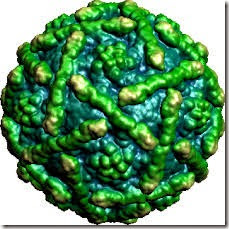 ENTEROVIRUS