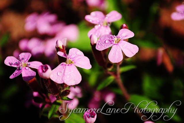 [soapwort12.jpg]