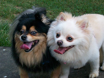 “They [dogs] never talk about themselves but listen to you while you talk about yourself, and keep up an appearance of being interested in the conversation.” 
― Jerome K. Jerome