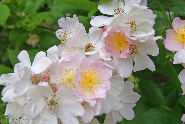 SONY DSC