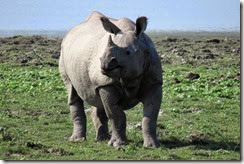 Asian One-horned Rhino