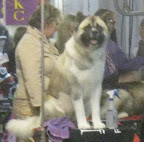 Akita