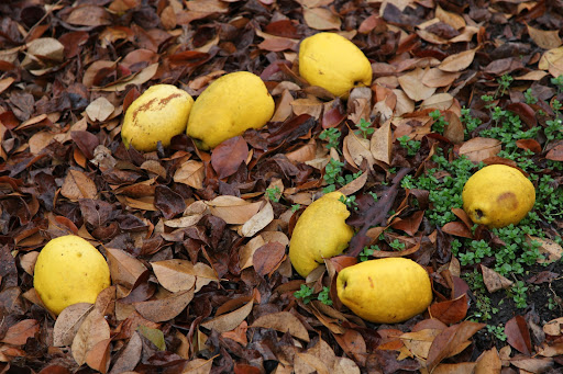 Quince packs a powerful punch.  They are hard, sour, and astringent when eaten raw.  And this variety doesn't even taste good when cooked.  Martha prefers the pear-shaped fuzzy quince for making jelly.