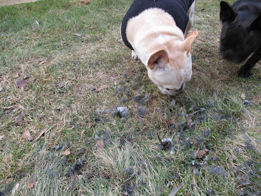 This is more than just one little bird molting.