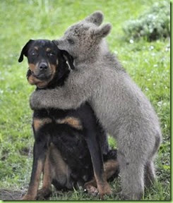 medo-the-bear-cub-hugs-dog