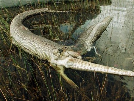 [Everglades_padding%255B4%255D.jpg]