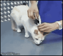 Como desativar seu gato