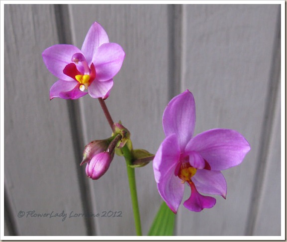 12-21-ground-orchids3
