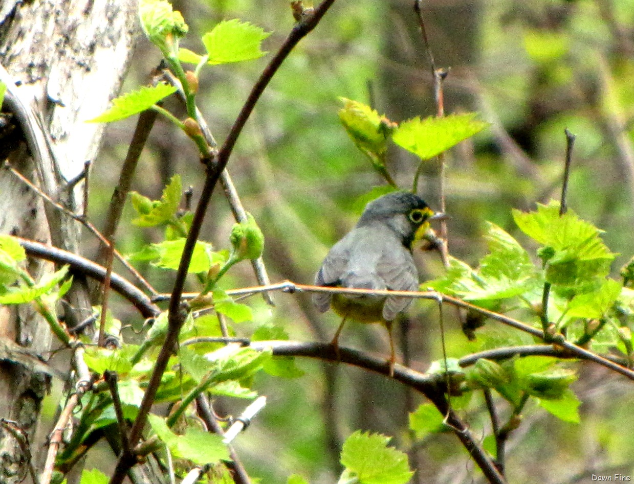 [Canada-Warbler-18.jpg]