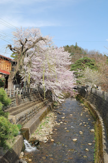 江名子川のサクラ 070476.jpg