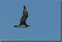 Pomarine Jaeger