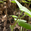 Asarum caudatum.jpg