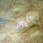 Sepiola (13-8-2005, 't Koepeltje)