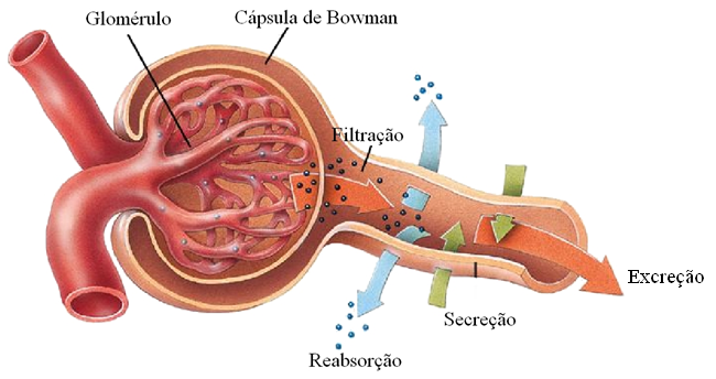 Entendendo o que é filtração, reabsorção, secreção e excreção renal ...