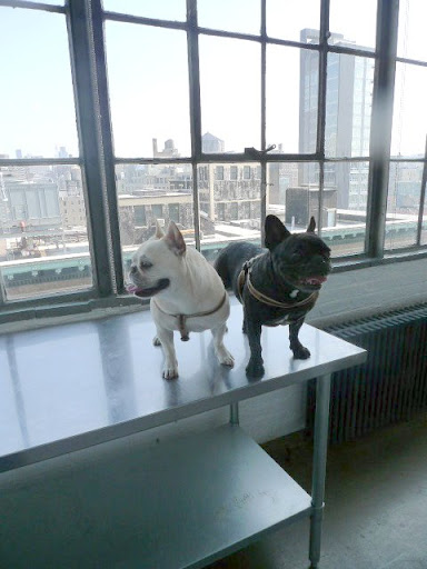 OK - Down to buniness!  I love visiting the Starrett-Lehigh building, don't you, Sharkey?  There's a lot of history here!