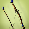 Candelabros en equilibrio