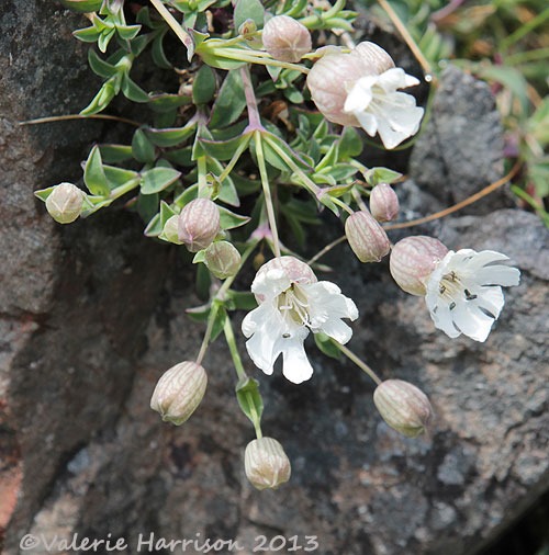 [19-sea-campion%255B2%255D.jpg]