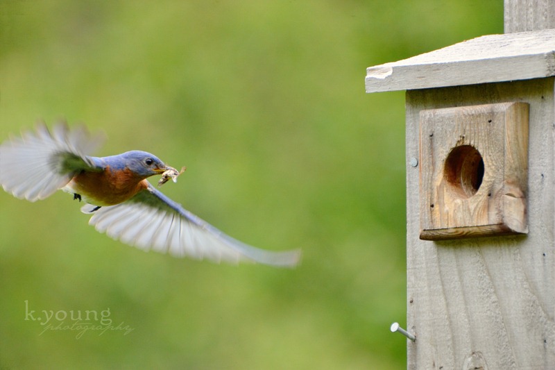 [DSC_7599-copy-26.jpg]