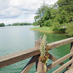 Kopūstinės kermošius 2009m.