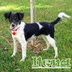 NENA
Fecha de Nacimiento: 2010
Sexo: Hembra
Raza: Mestiza
Tamaño: Mediano (9 kg.)
Carácter: es muy juguetona y cariñosa con perros, gatos y niños NENA
Fecha de Nacimiento: 2010
Sexo: Hembra
Raza: Mestiza
Tamaño: Mediano (9 kg.)
Carácter: es muy juguetona y cariñosa con perros, gatos y niños