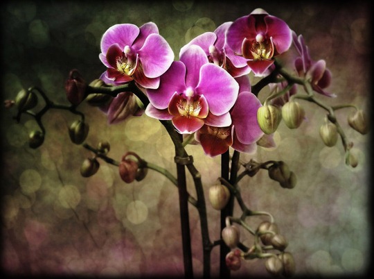 orquideas -estoy enamorada