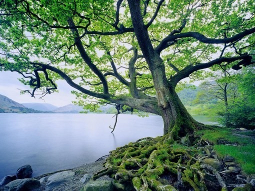 [Tree-with-roots-planted-in-the-water%255B1%255D.jpg]