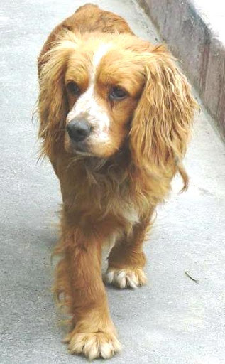 ENCONTRADOy AVISTADO COCKER EN SURCO.jpg