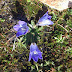 Campanula%252520sp.%25252c%252520m.%252520aragats%25252c%2525202012.08.05