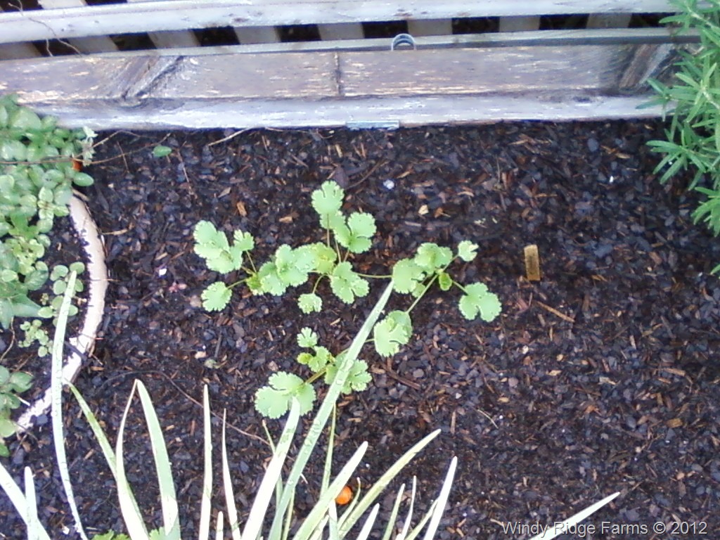 [Winter%2520Garden%2520%25282%2529%255B8%255D.jpg]