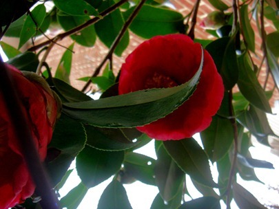 Camellia2
