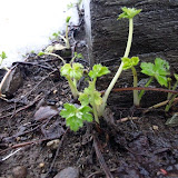 ラナンキュラス