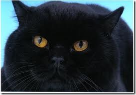 El-Gato-Europeo-Negro-o-Black-British-Shorthair