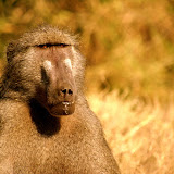 A Chacma Baboon (Papio ursinus) warms himself in the sun on a dry winter day in the fynbos.