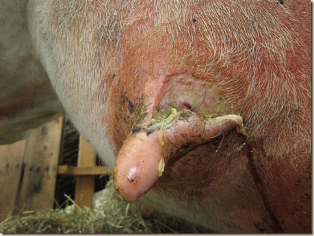 Cow teat 004 Cow teat 004