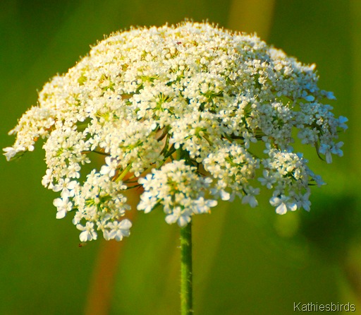 1. Queen anne's lace-kab