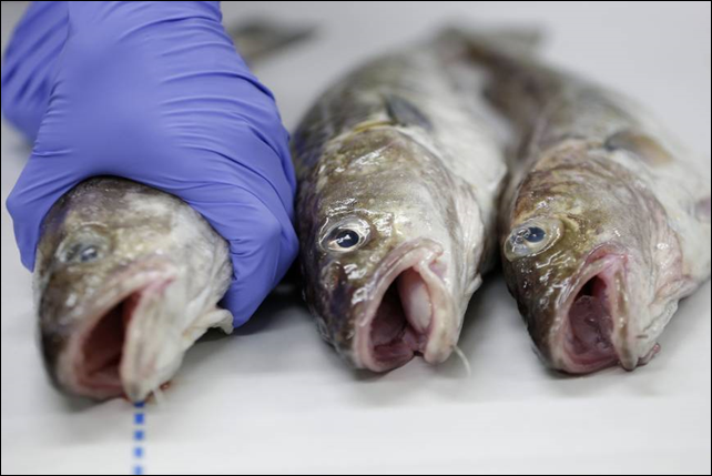 A worker holds a fish during an analysis of radioactive materials in the specimen at the Marine Ecology Research Institute's central laboratory in Onjuku, Chiba Prefecture, in December. Leaks of contaminated water into the Pacific Ocean from Tokyo Electric Power Co.'s Fukushima No. 1 nuclear plant, damaged in the March 2011 earthquake and tsunami, have raised questions about the safety of eating seafood caught off Japan. Photo: Bloomberg