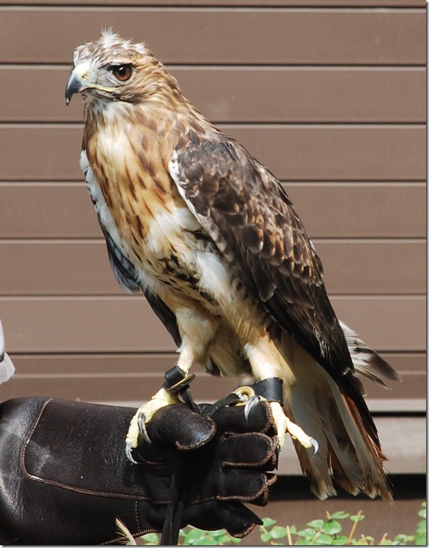 09-03-11 Shenandoah NP Birds of Prey 023a