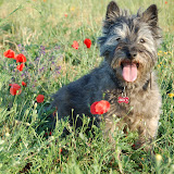 Red's Flame Best Friend a 14 anni