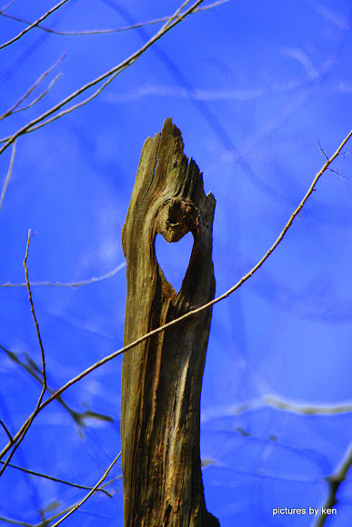 Spotting Image 1