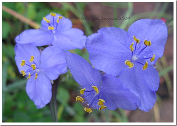 03-07-spiderwort2