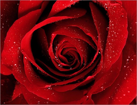 red-roses-flower-rose-pictures-381