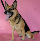 KIKA
Juguetona y cariñosa, socializa con personas y animales. Lista para ser adoptada.