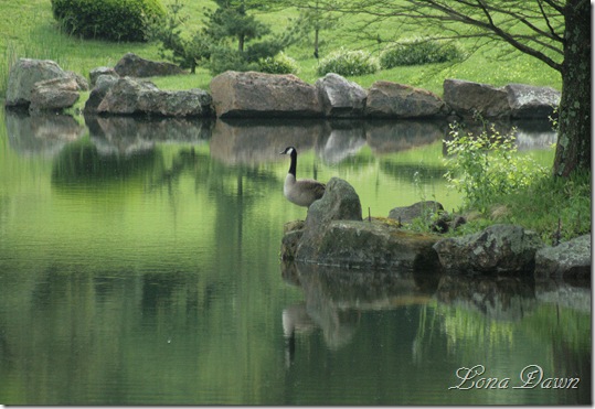DA_JapaneseGarden_LakeGeese