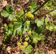 Saniculacrassicaulishna20120505_114