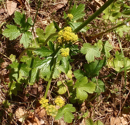 Saniculacrassicaulishna20120505_114