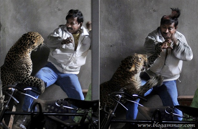 Kepala robek kena cakar harimau Kepala robek kena cakar harimau