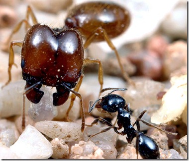 Pheidole20125588669