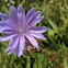 Chicory Flower